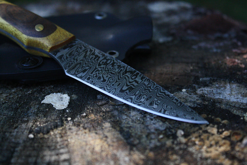 Damascus neck knife made from 15N20 and 1095 steels, displayed on lichen‑covered wood. Features a composite yellowheart and walnut handle with brass pins, paired with a reversible horizontal‑carry Kydex sheath.